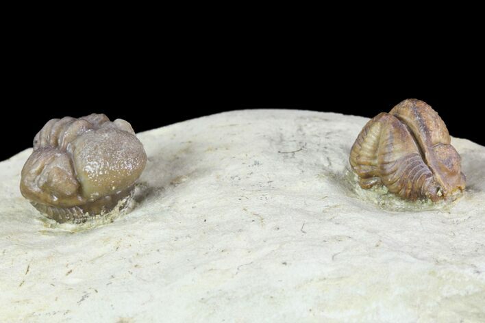 Enrolled Paciphacops & Kainops Trilobites - Oklahoma #95924